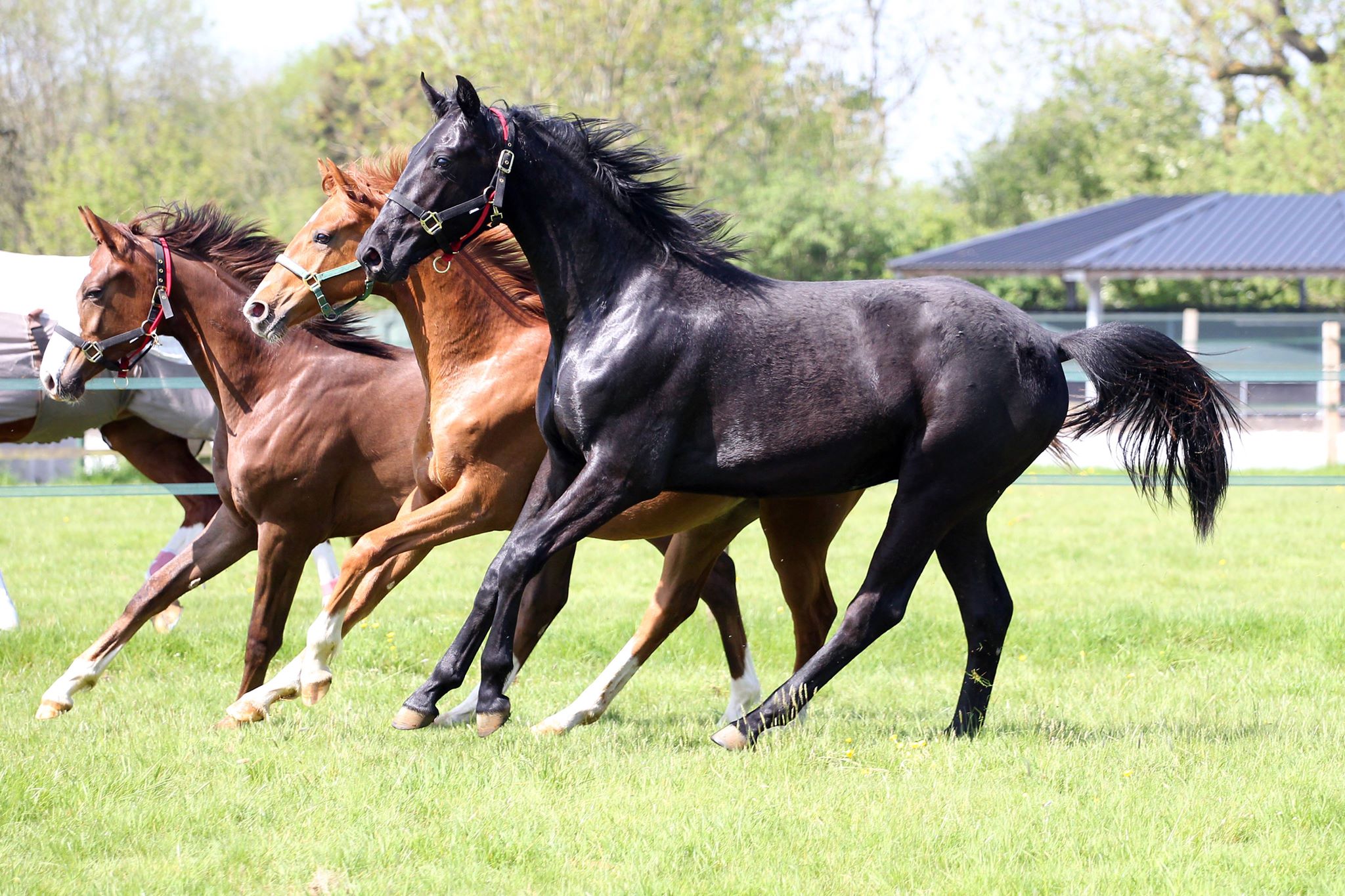 Windmill Dressage - Livery and Stud